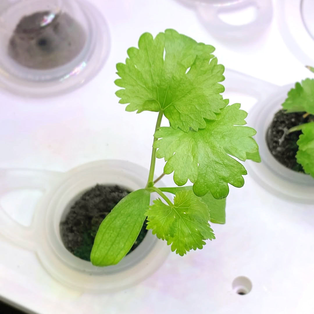 Grow sponge bundle 75pcs 