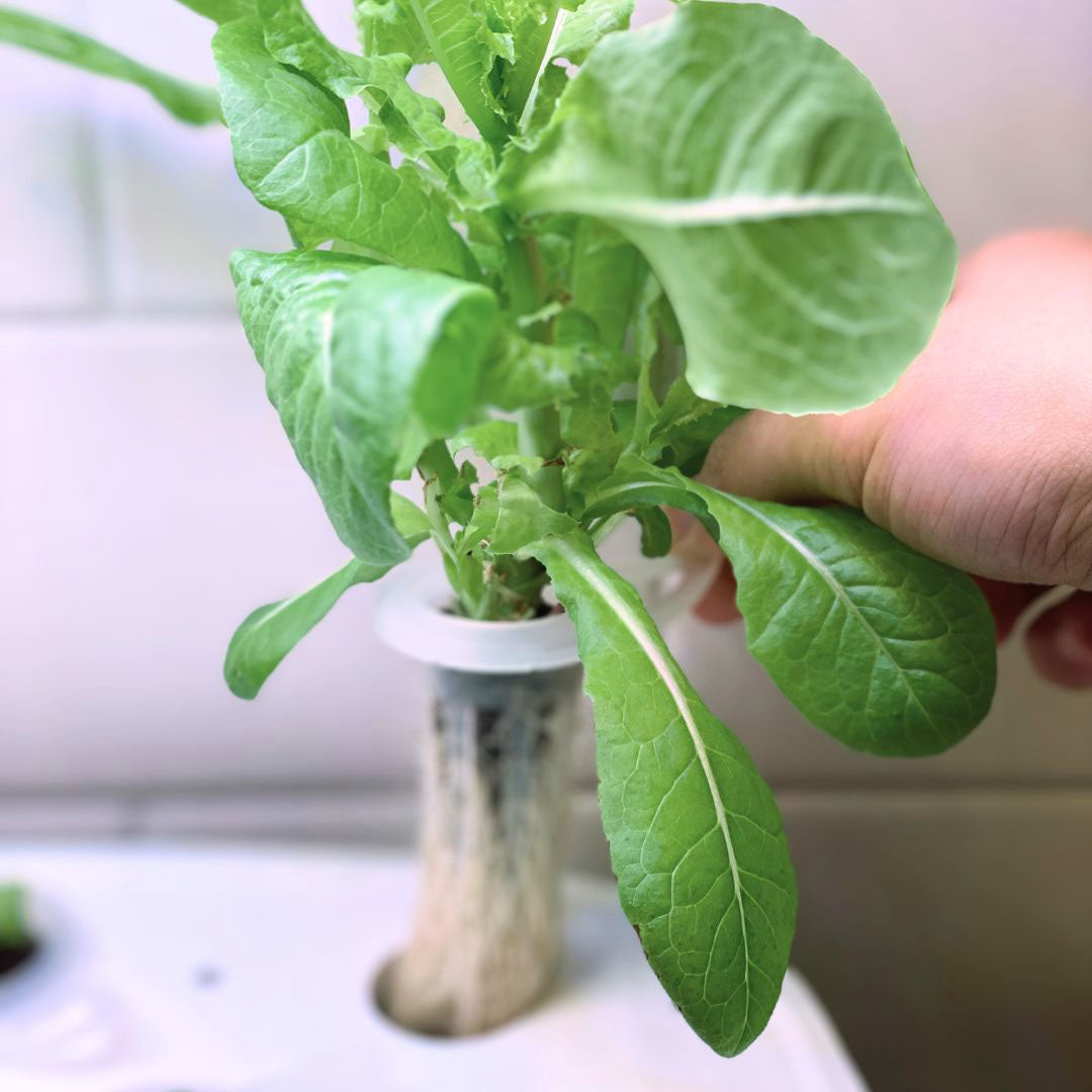 Grow sponge bundle 75pcs 