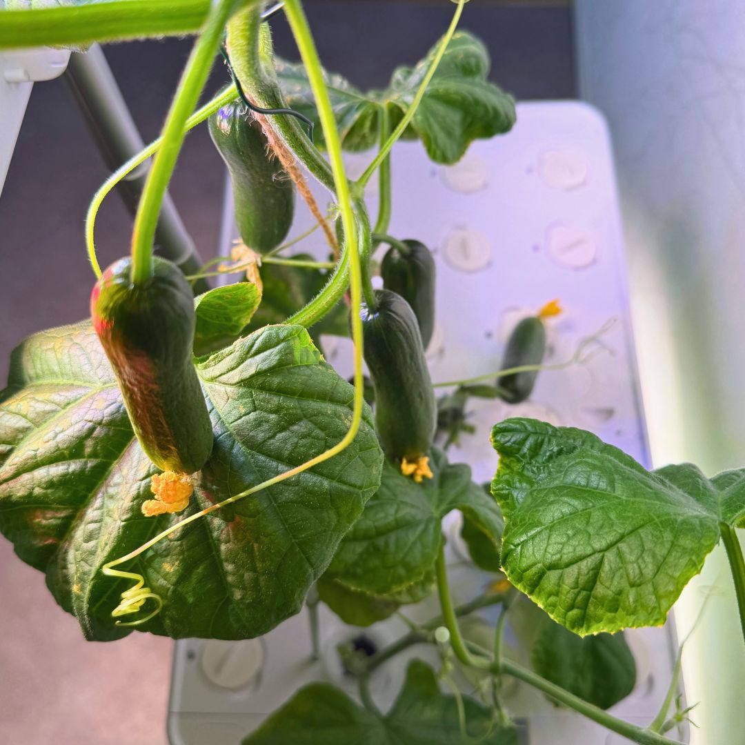 Urban Oasis HydroLush